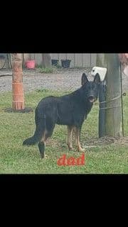 German Shepherd Dog Puppies media 10