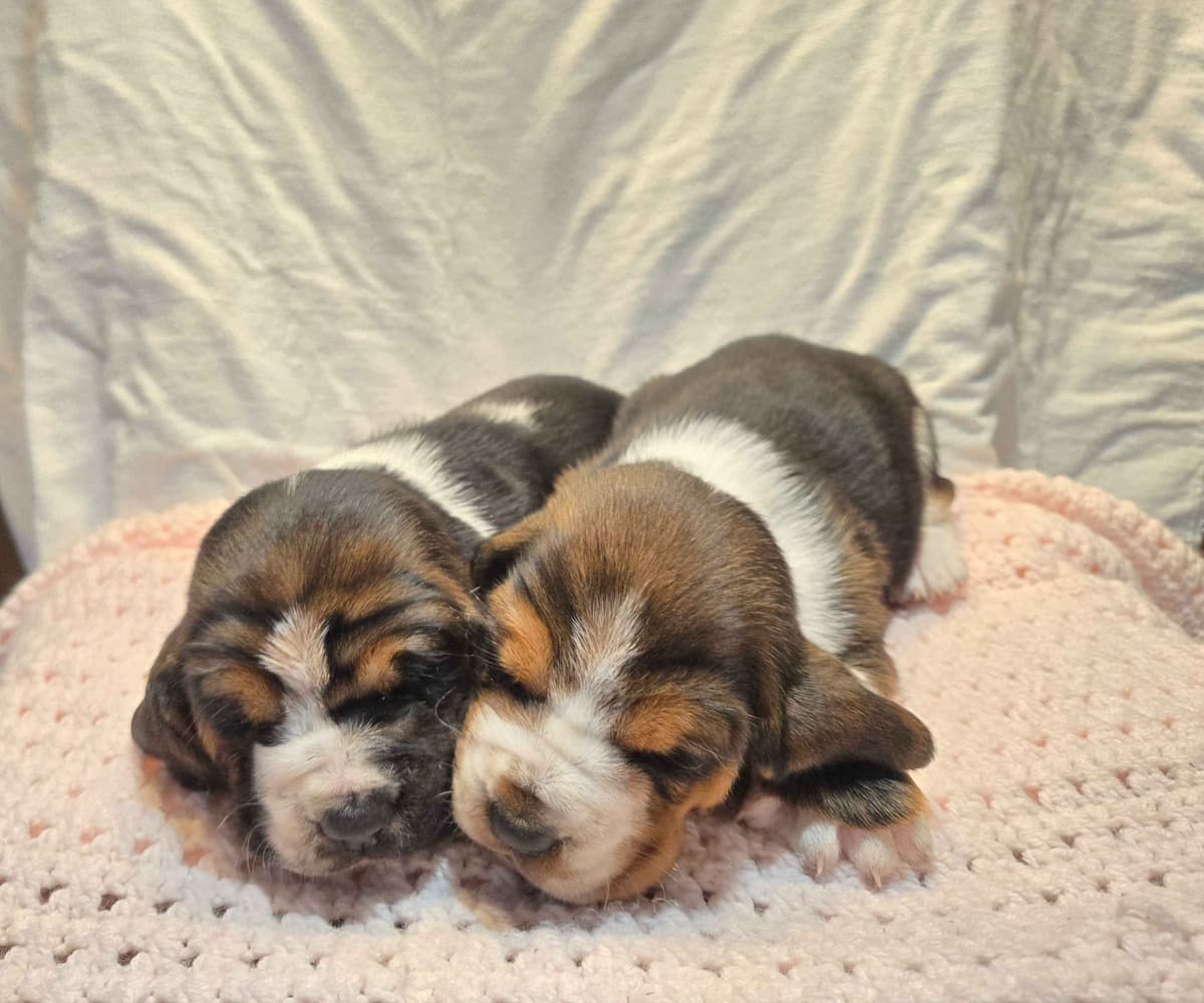Basset Hound Puppies breeder image 2