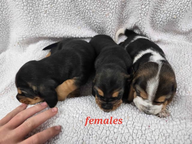 Basset Hound Puppies media 7