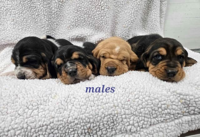 Basset Hound Puppies media 9