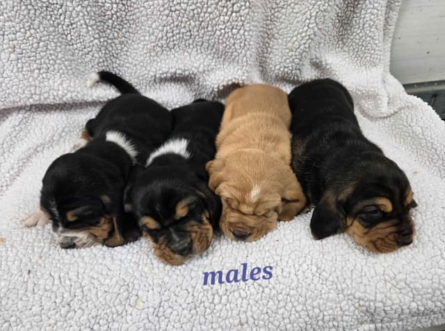 Basset Hound Puppies media 10