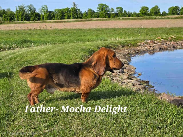 Basset Hound Puppies media 6