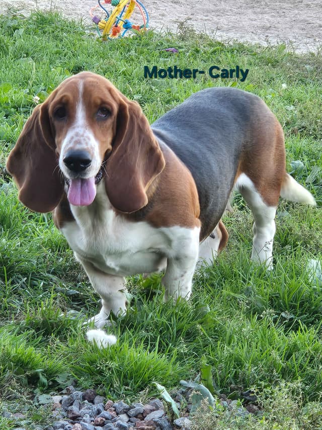 Basset Hound Puppies media 5