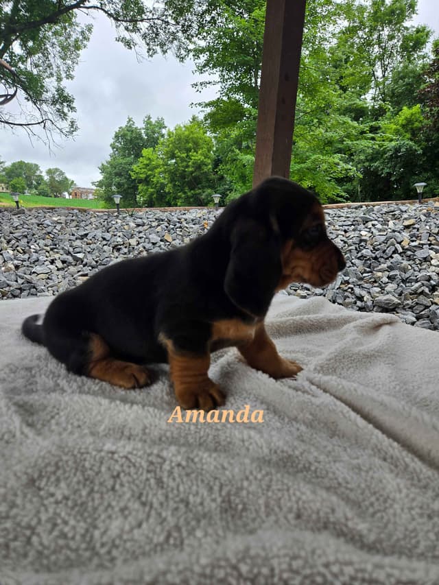 Basset Hound Puppies media 4