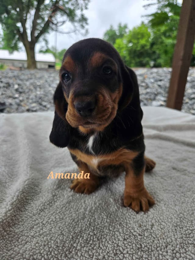 Basset Hound Puppies media 2
