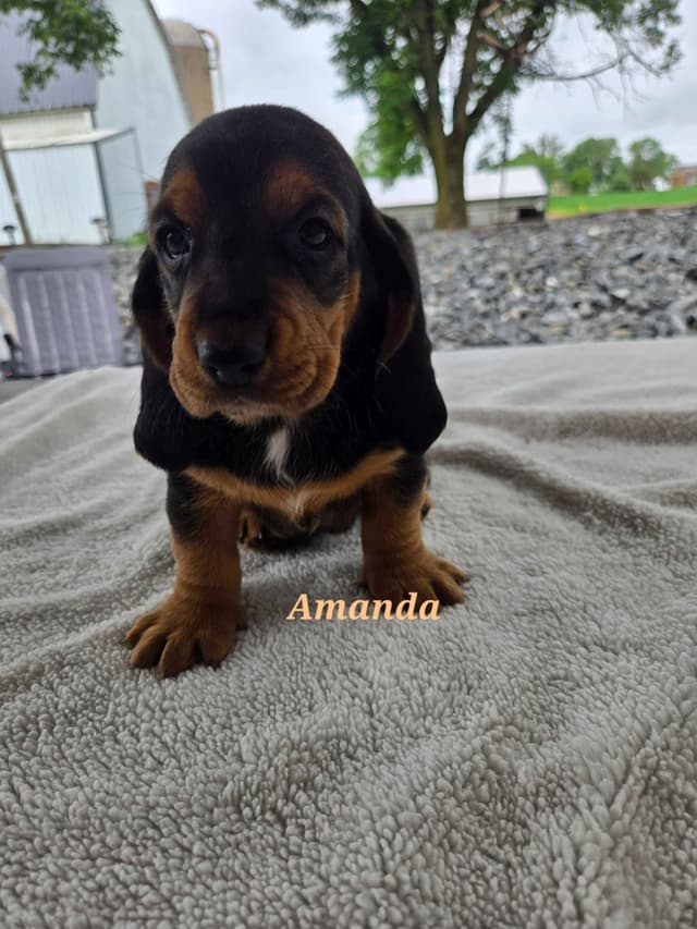 Basset Hound Puppies media 3