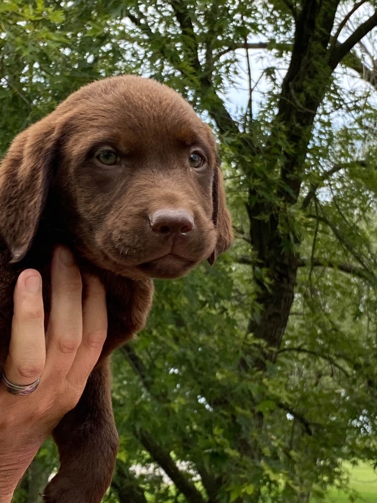 Labrador Retriever Puppies breeder image 2