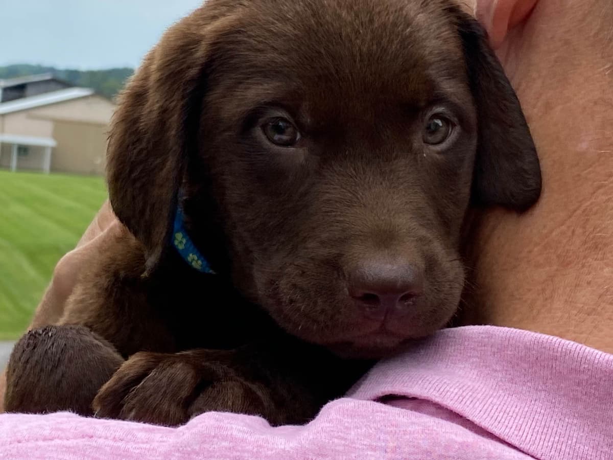 Labrador Retriever Puppies breeder image 1