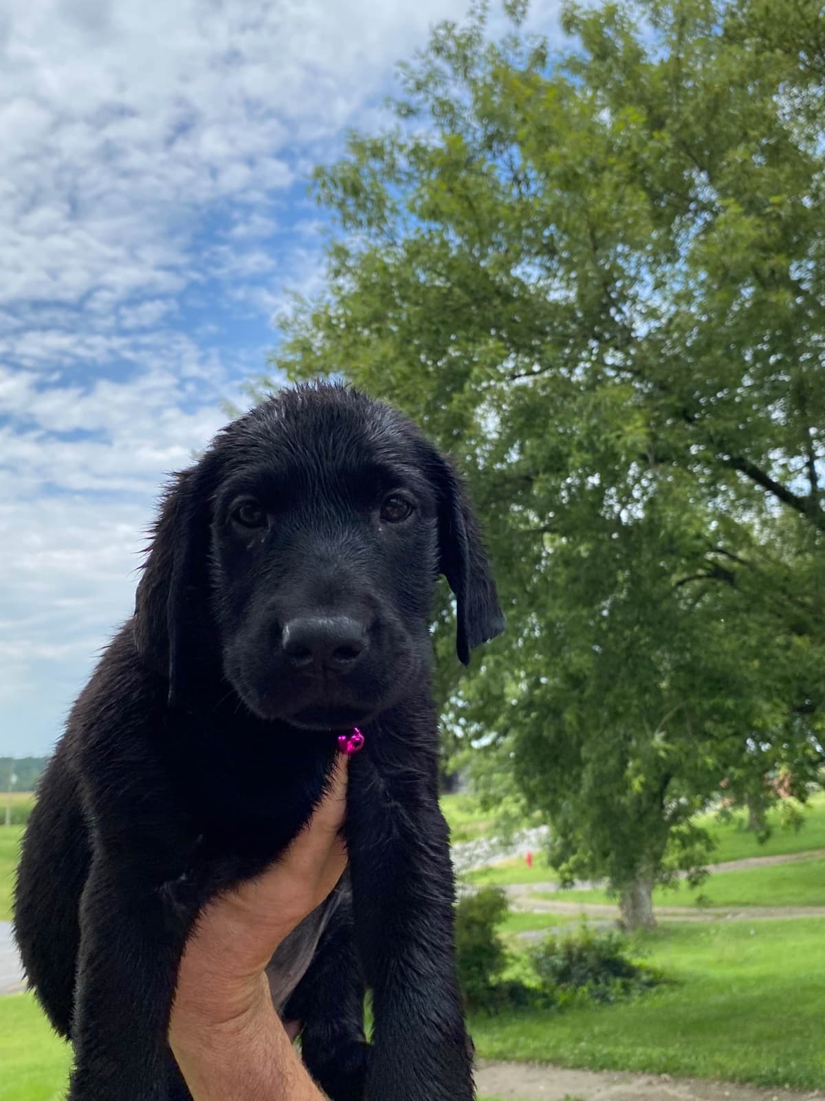 Labrador Retriever Puppies breeder image 3
