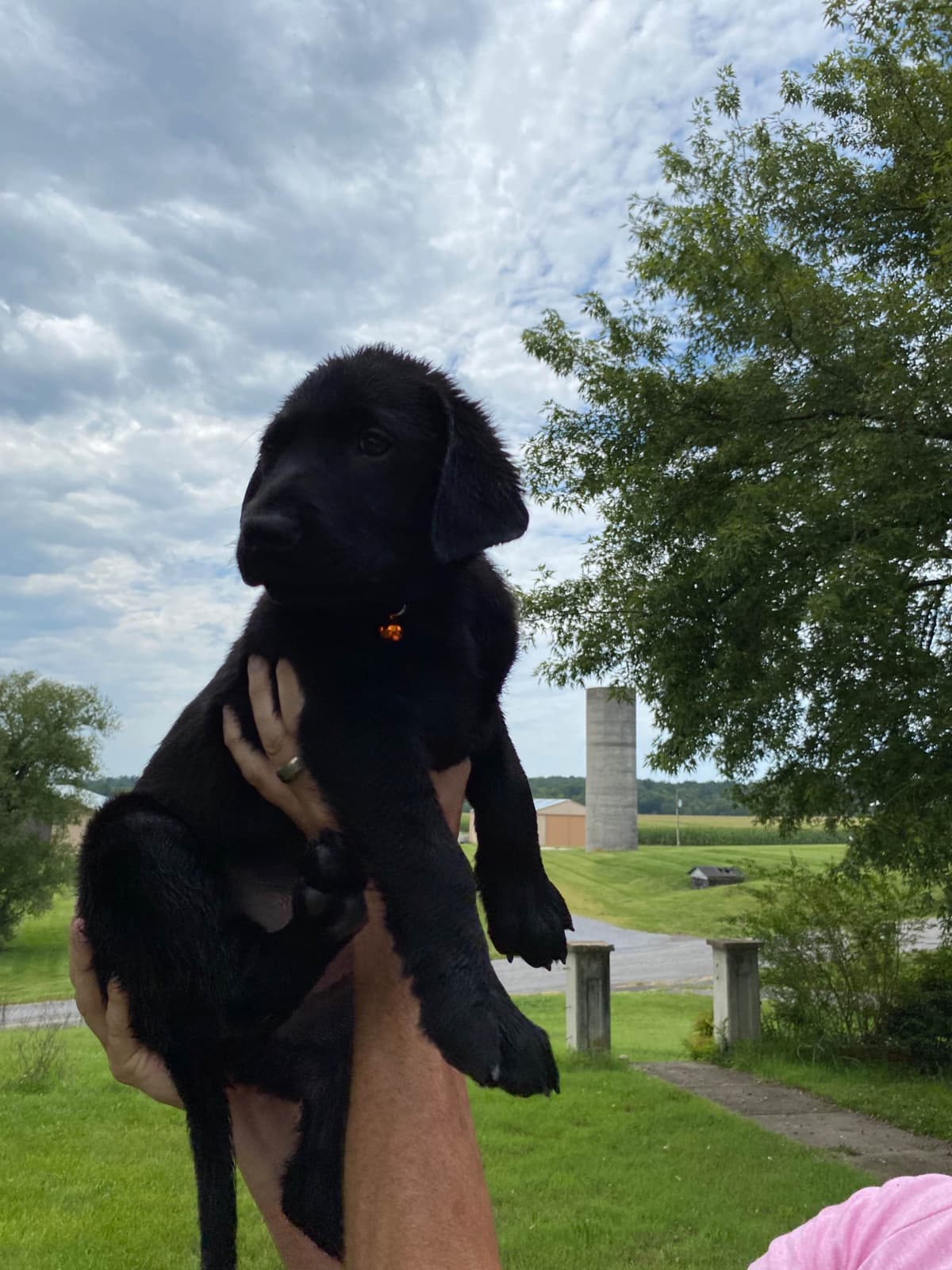Labrador Retriever Puppies breeder image 4