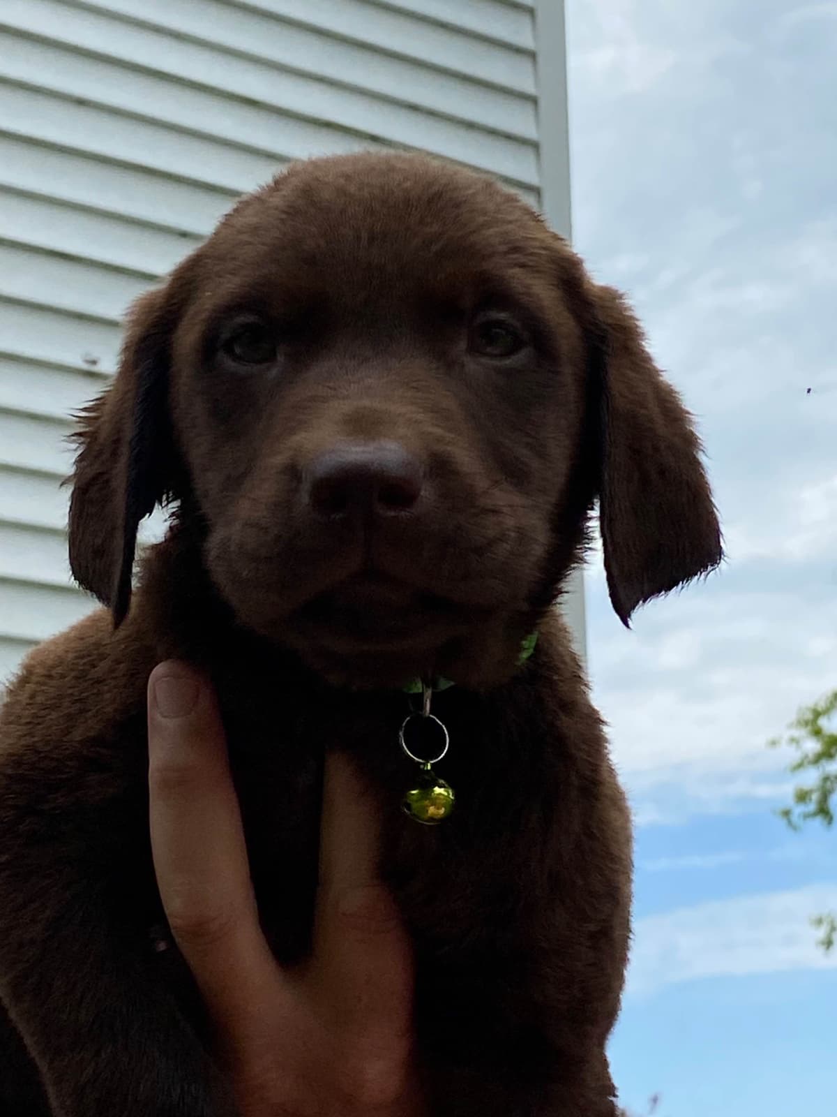 Labrador Retriever Puppies breeder image 5