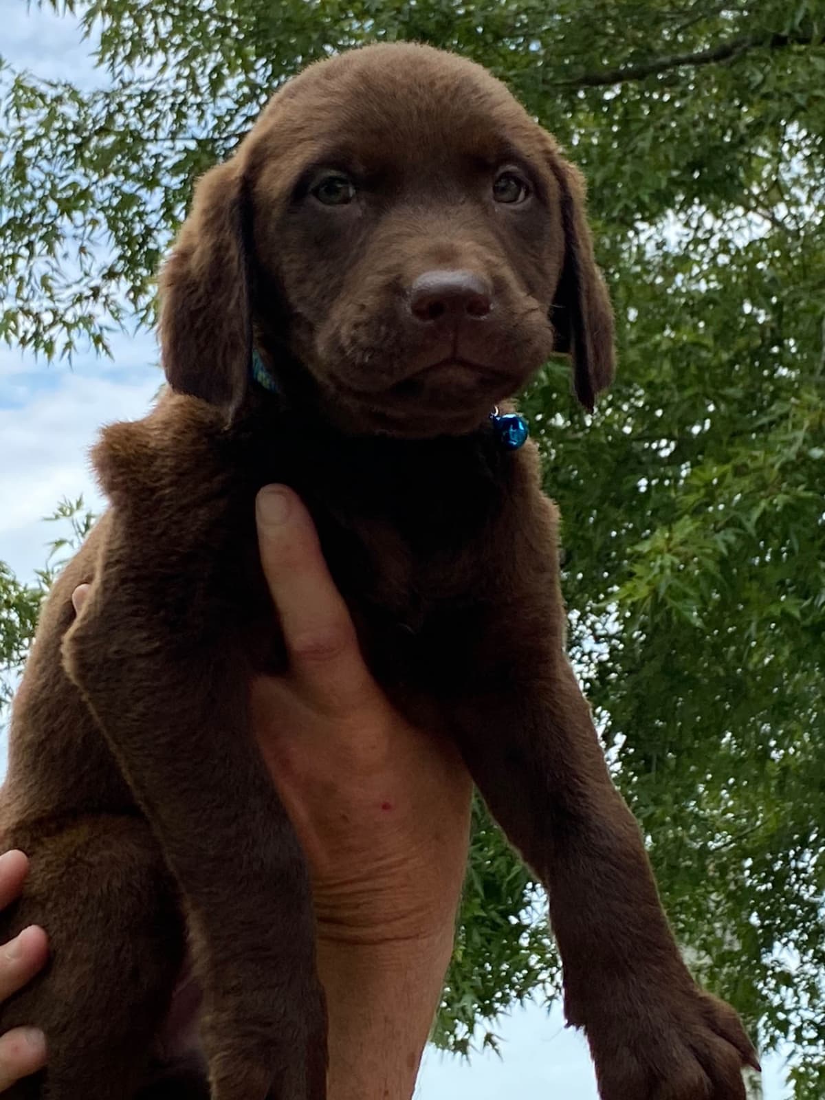 Labrador Retriever Puppies breeder image 6