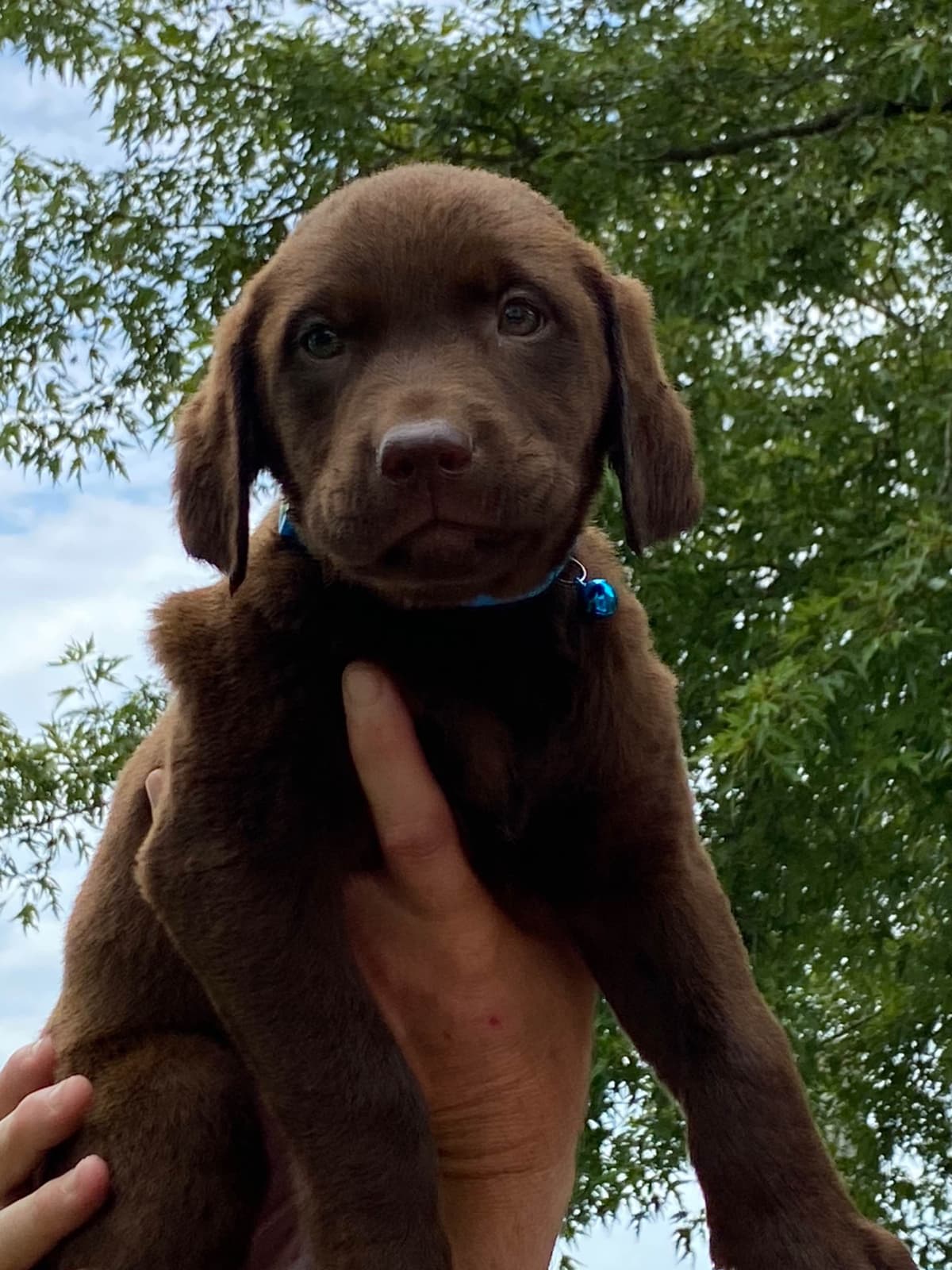 Labrador Retriever Puppies breeder image 8