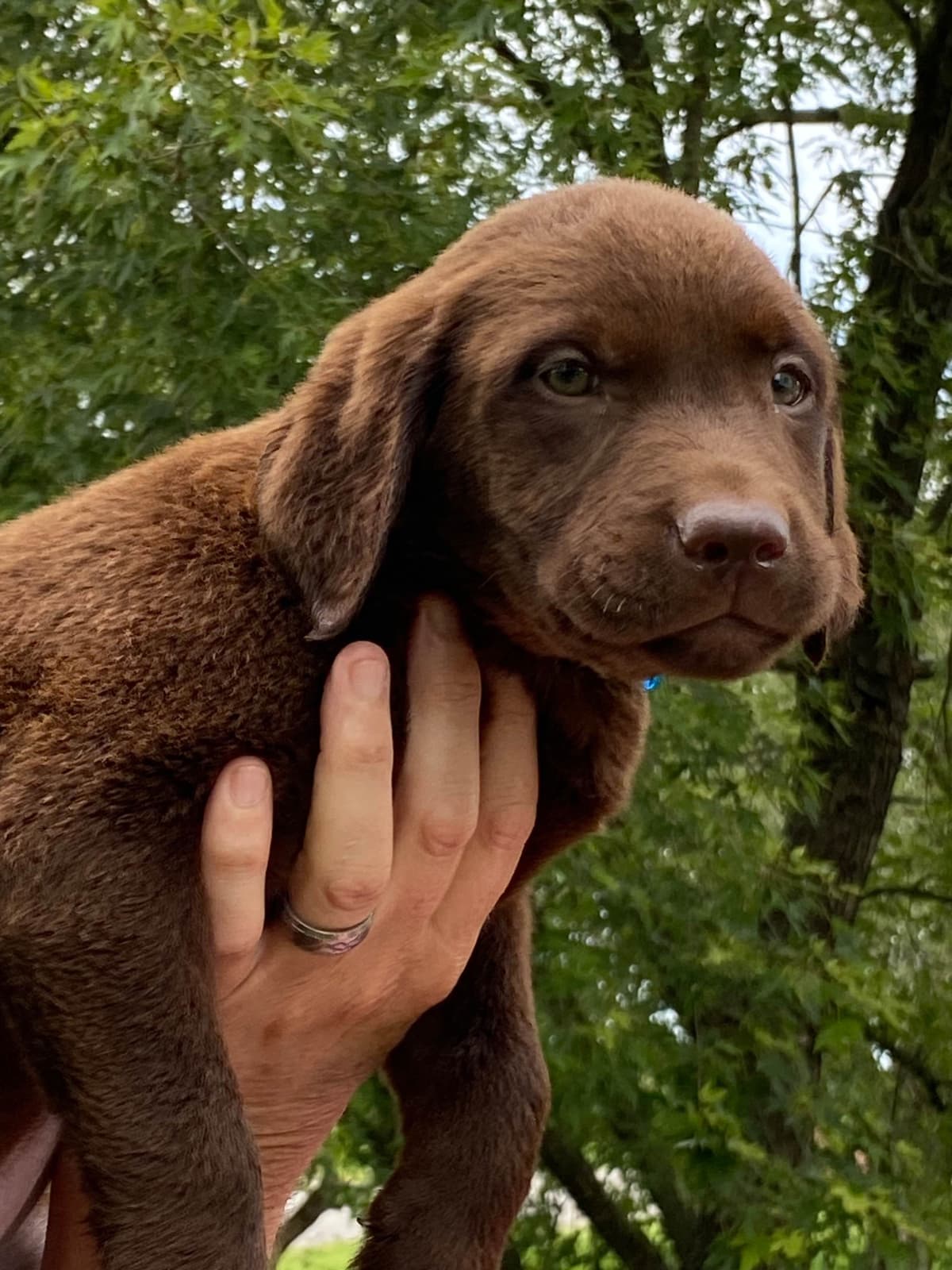 Labrador Retriever Puppies breeder image 7