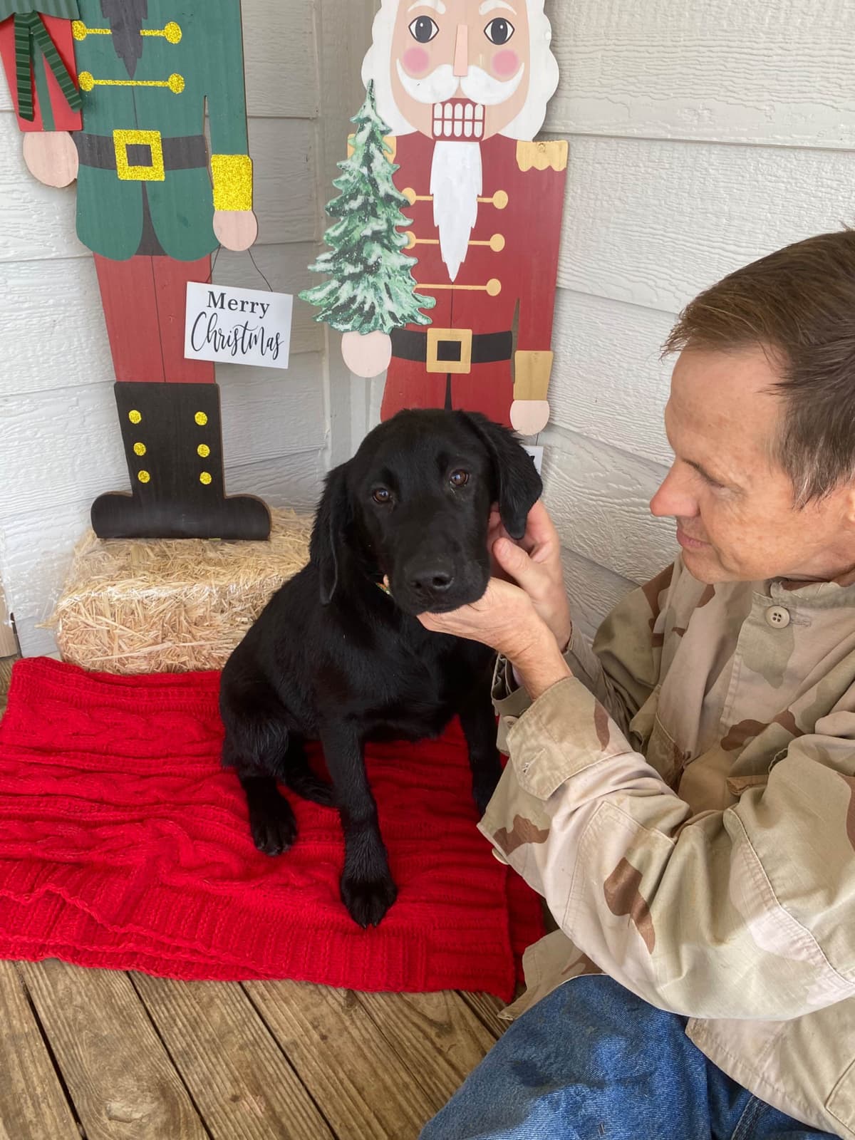 Labrador Retriever Puppies breeder image 9