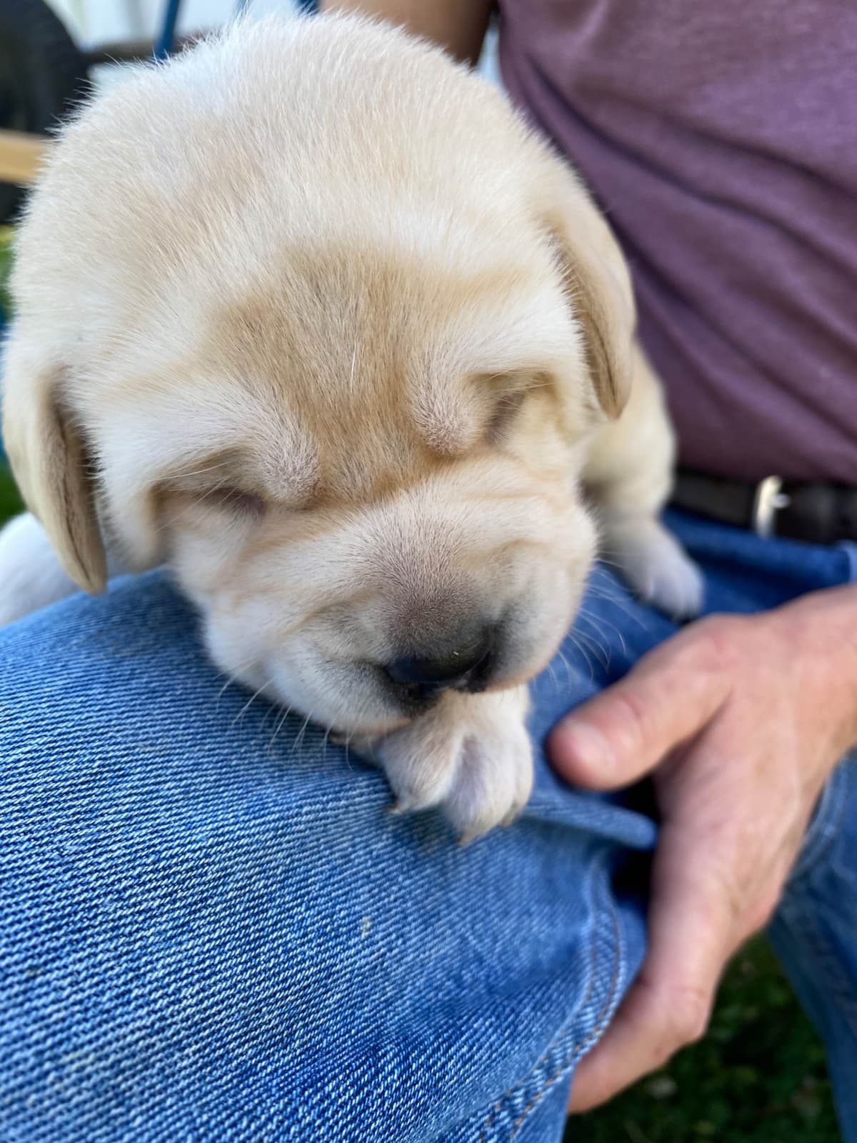 Labrador Retriever Puppies breeder image 12