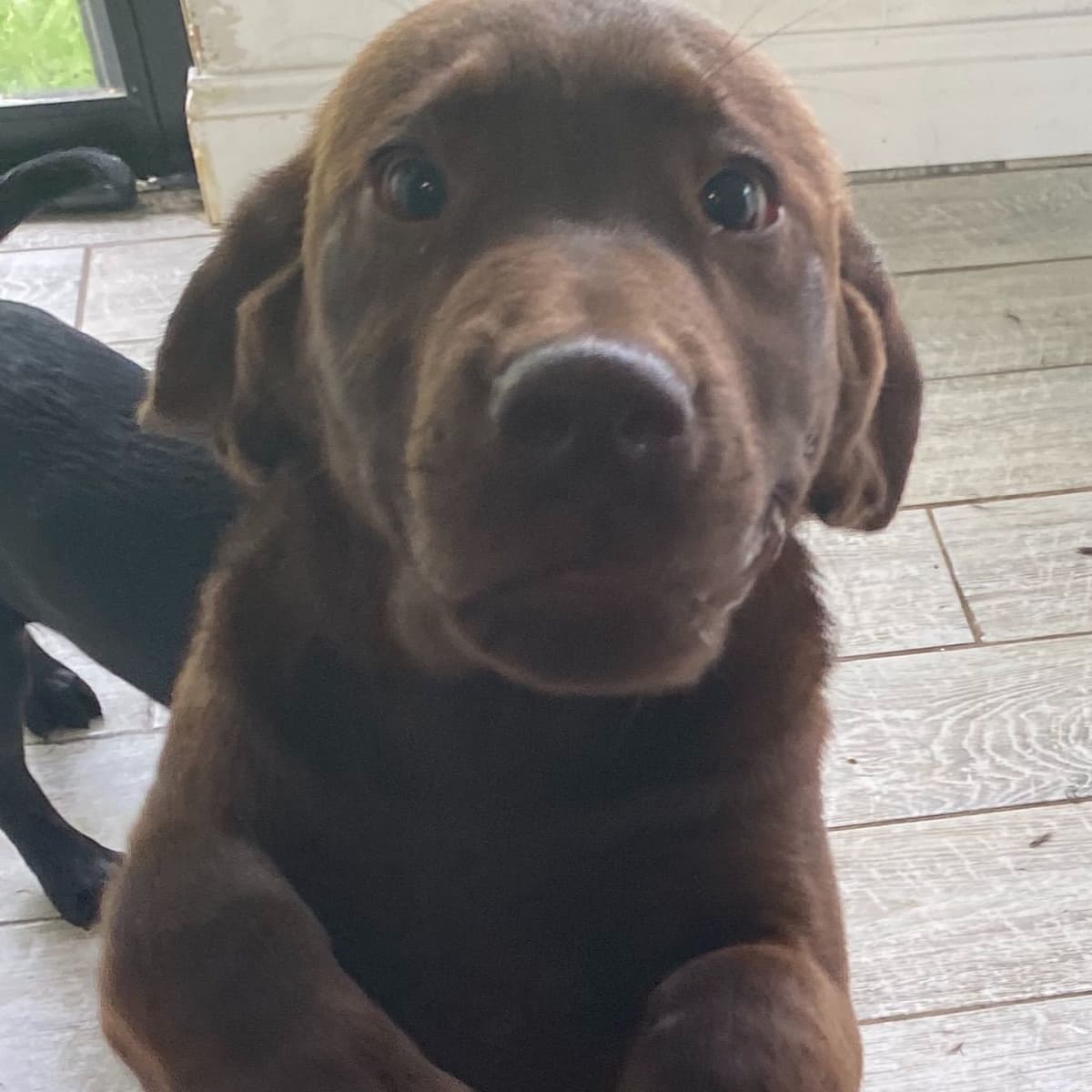 Labrador Retriever Puppies breeder image 13