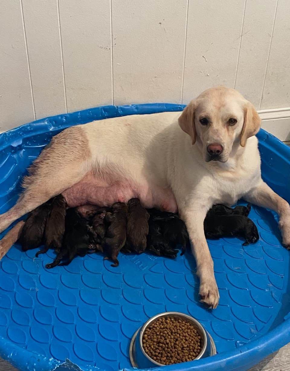 Labrador Retriever Puppies breeder image 18