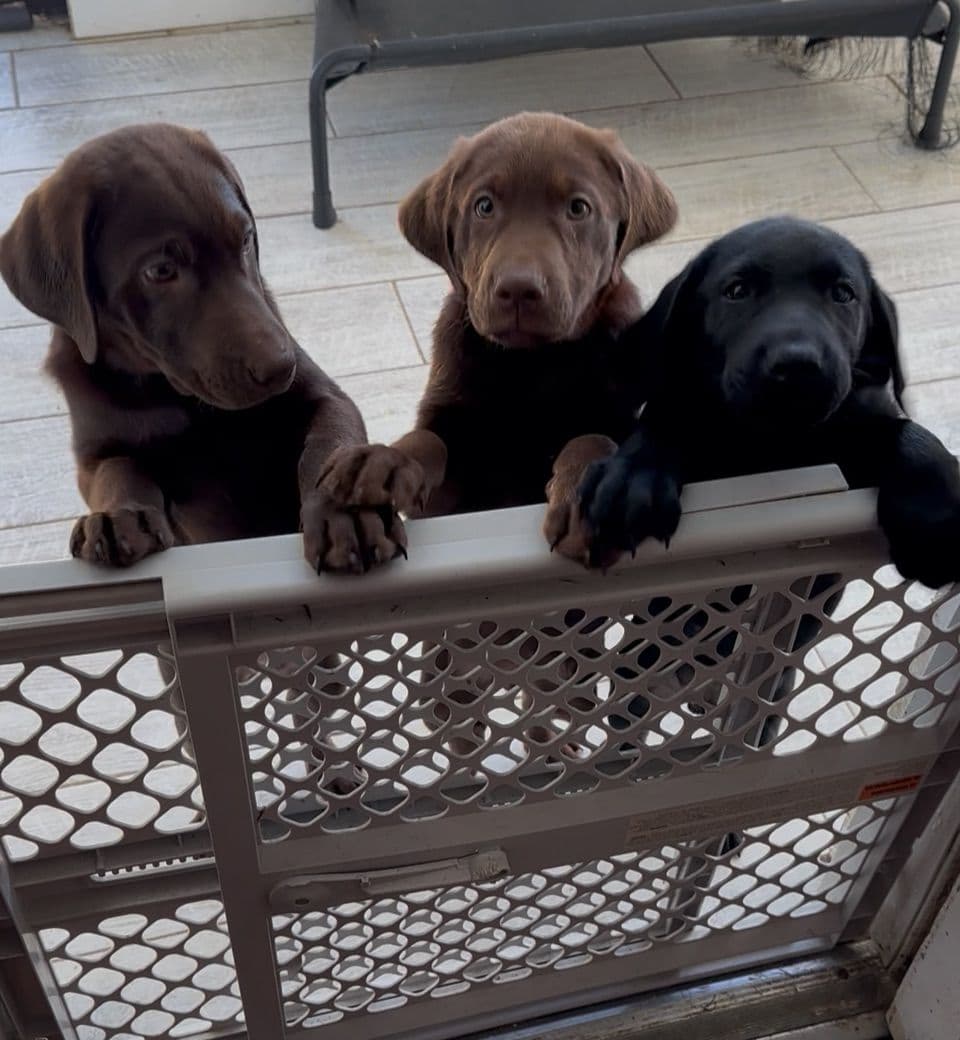 Labrador Retriever Puppies breeder image 23