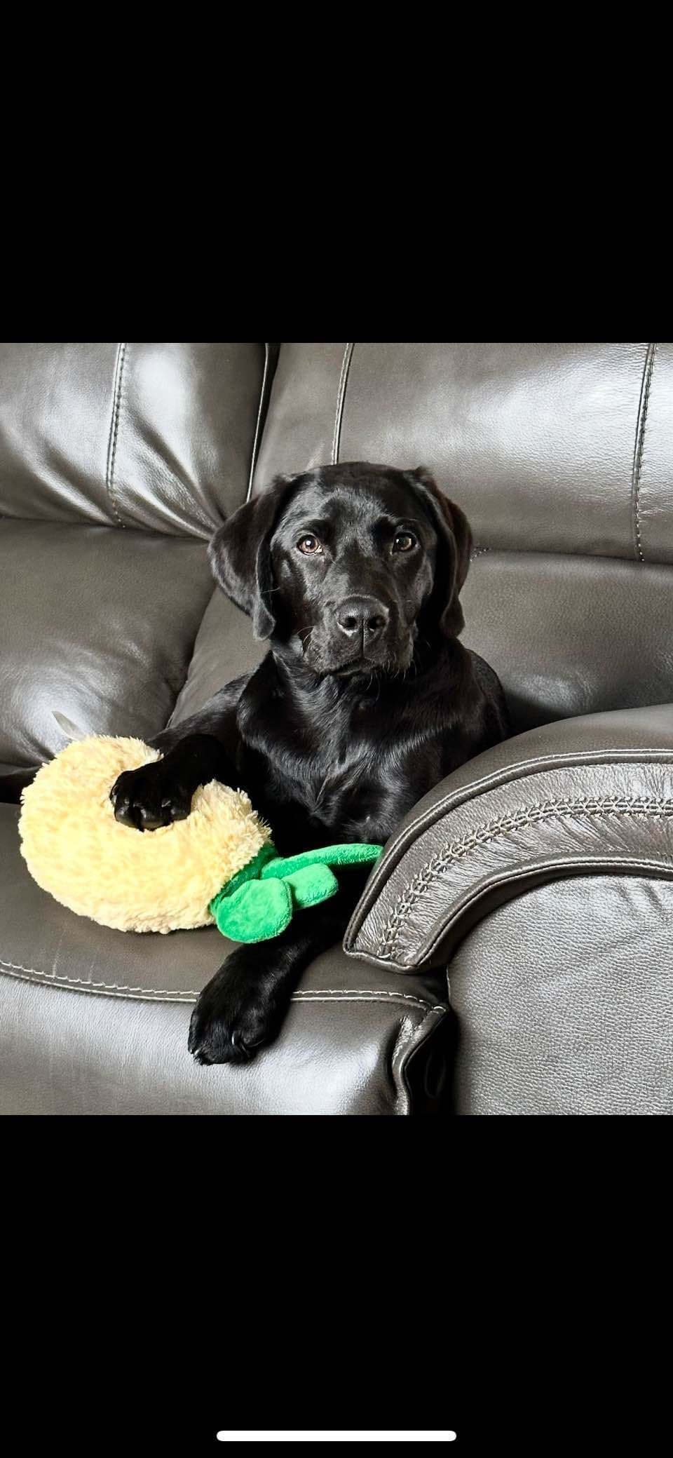 Labrador Retriever Puppies breeder image 20