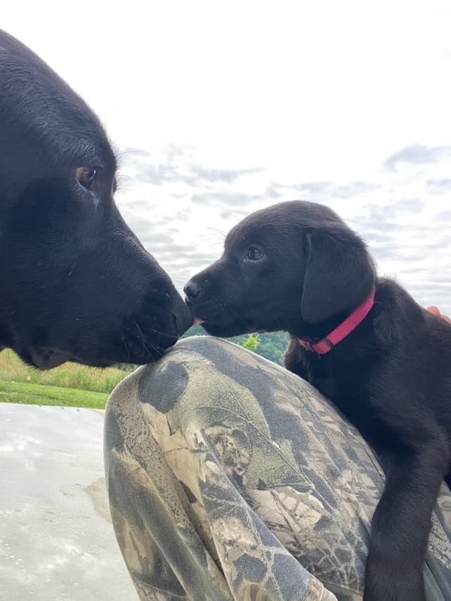 Labrador Retriever Puppies media 2