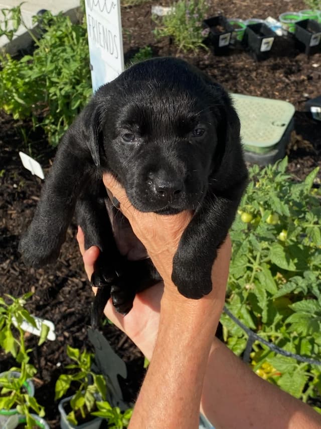 Labrador Retriever Puppies media 3