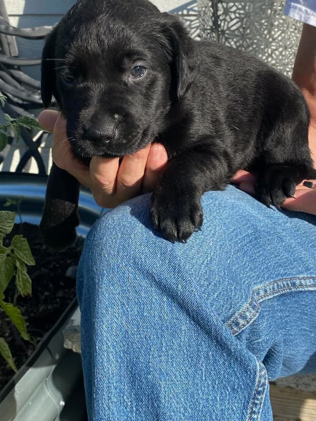 Labrador Retriever Puppies media 4