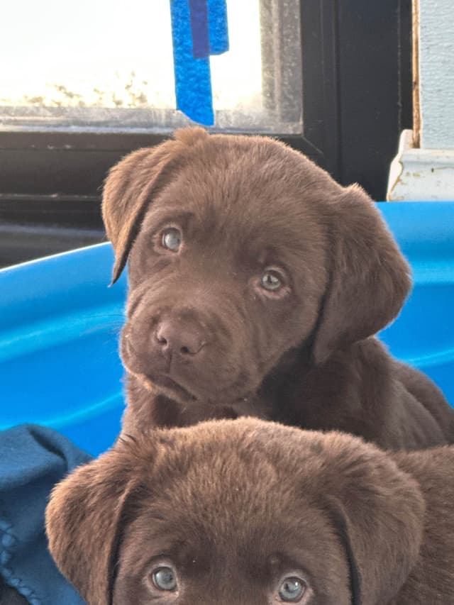 Labrador Retriever Puppies media 2