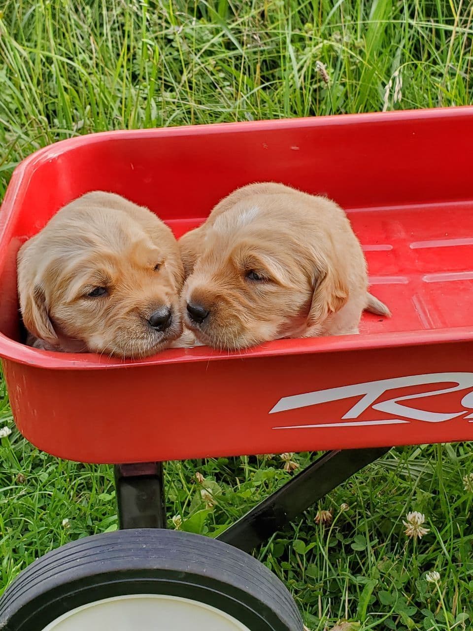 Golden Retriever Puppies breeder image 1