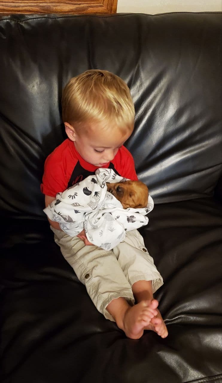 Golden Retriever Puppies breeder image 3