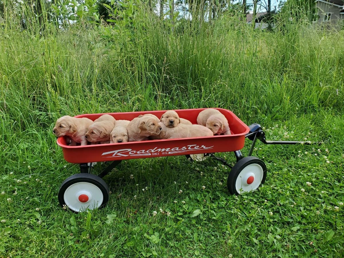 Golden Retriever Puppies breeder image 4
