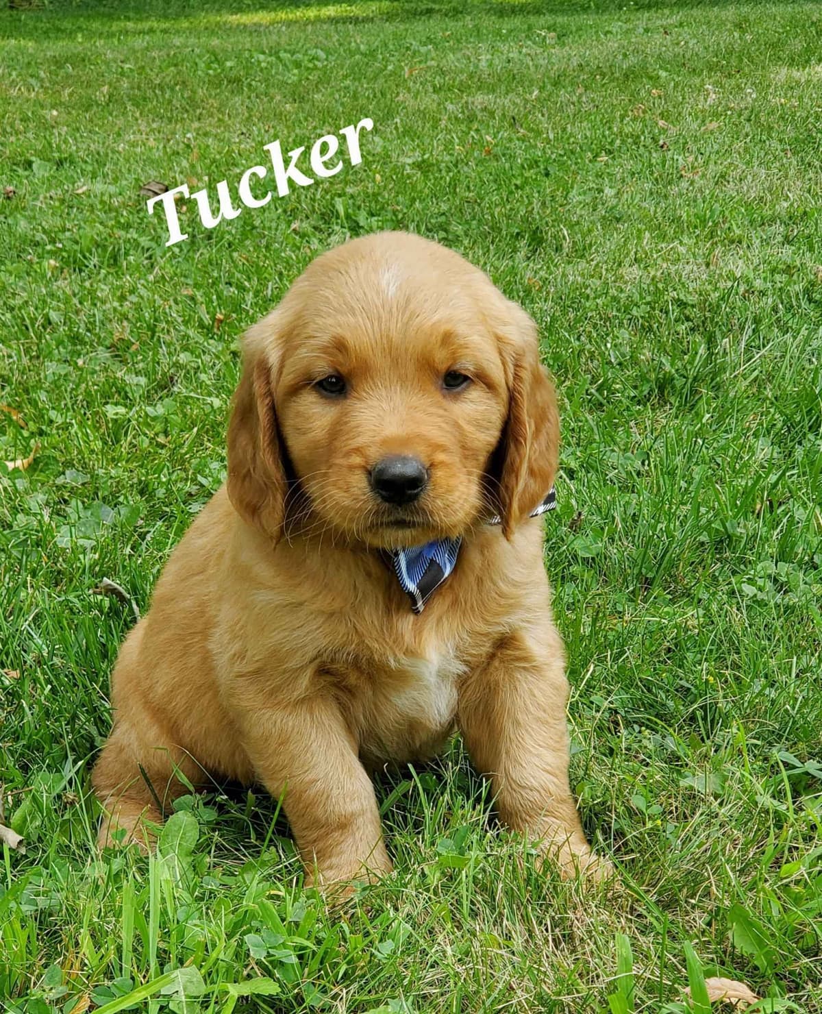 Golden Retriever Puppies breeder image 5