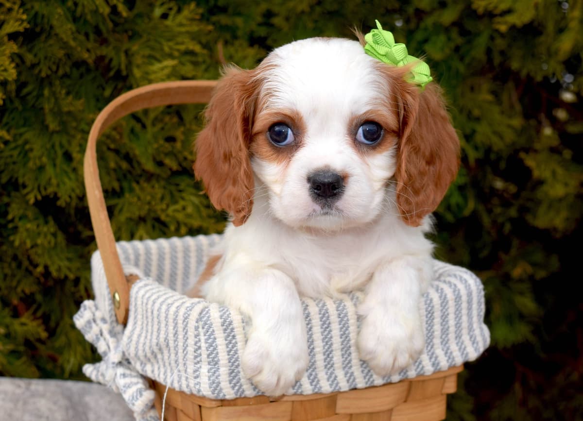 Pomeranian Puppies breeder image 1