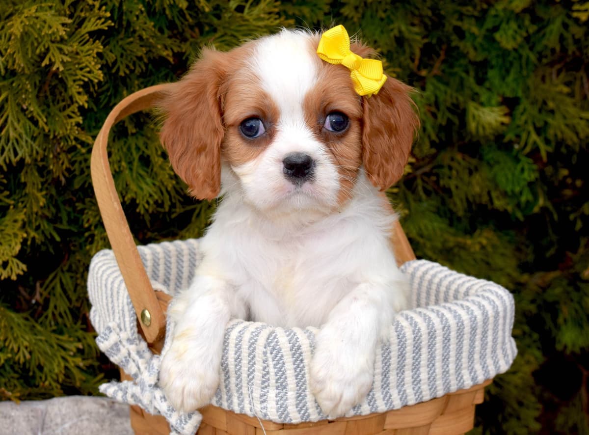 Pomeranian Puppies breeder image 2