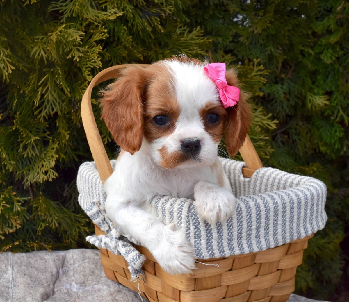 Pomeranian Puppies breeder image 3