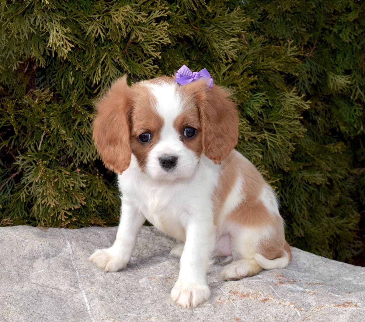 Pomeranian Puppies breeder image 5