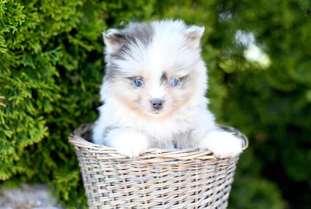 Pomeranian Puppies media 7