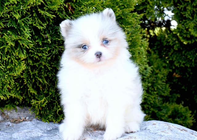 Pomeranian Puppies media 5