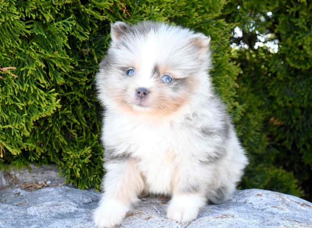 Pomeranian Puppies media 8