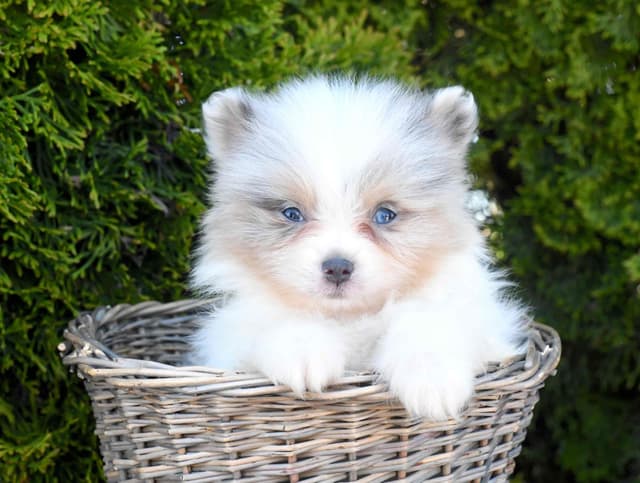 Pomeranian Puppies media 4