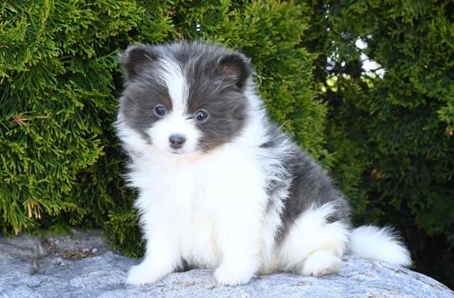 Pomeranian Puppies media 11