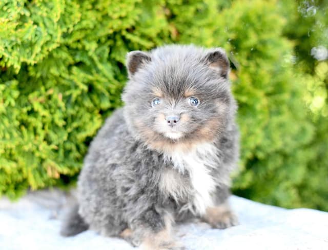 Pomeranian Puppies media 2