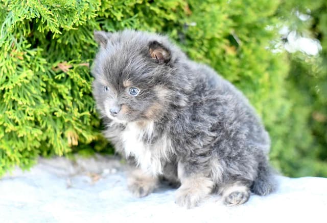 Pomeranian Puppies media 3