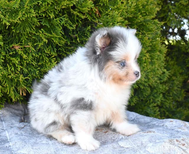 Pomeranian Puppies media 9