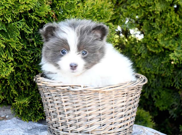 Pomeranian Puppies media 10