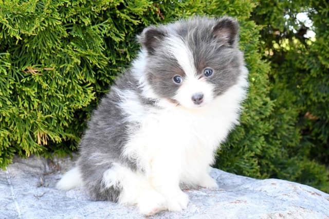 Pomeranian Puppies media 12
