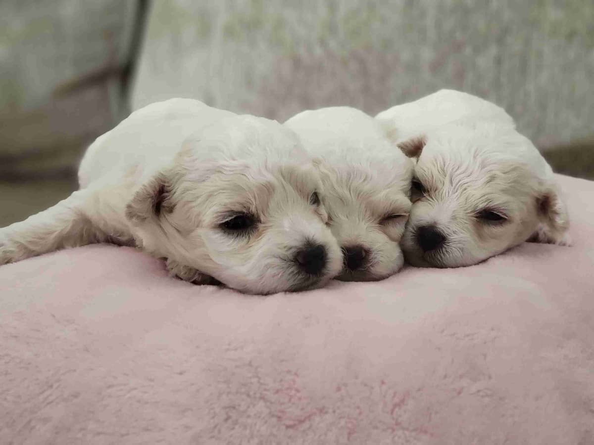 Bichon Frise Puppies breeder image 1