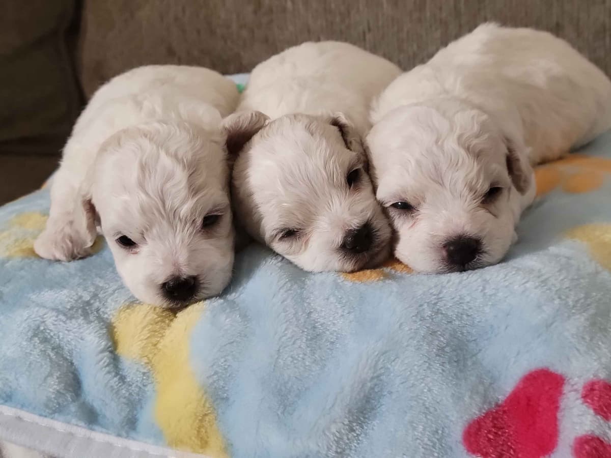 Bichon Frise Puppies breeder image 3