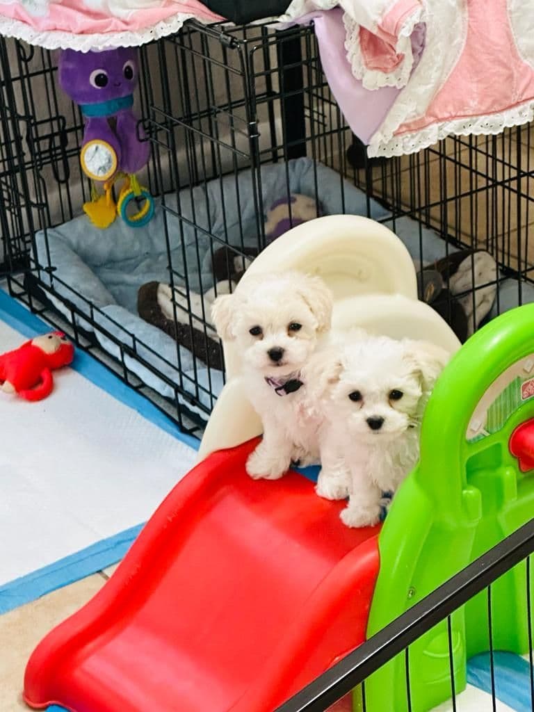 Bichon Frise Puppies breeder image 4