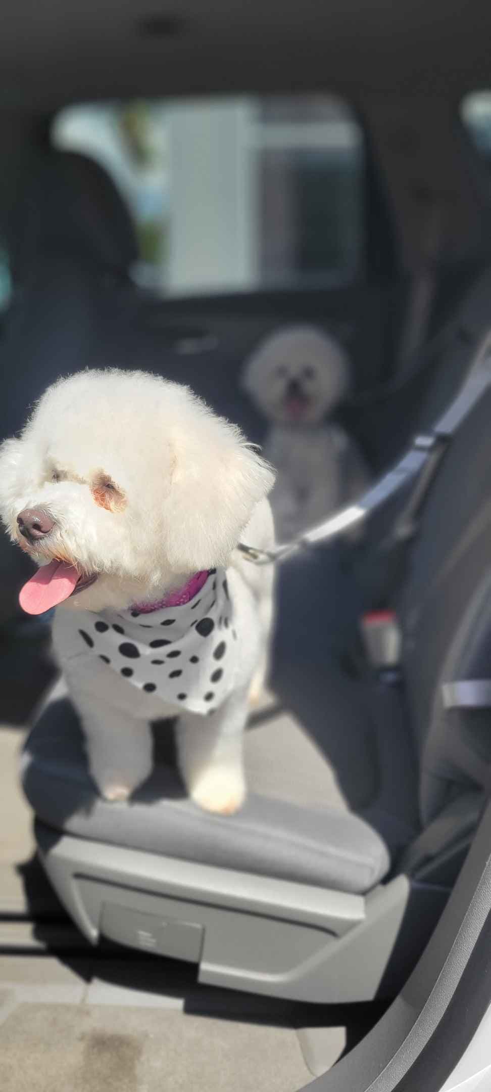 Bichon Frise Puppies breeder image 5